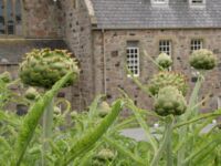 Artichokes Artichokes