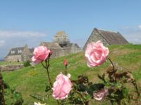 Roses Roses