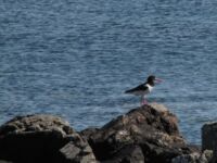Oyster Catcher Oyster Catcher