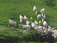 Sheep on the move Sheep on the move