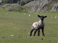 Sheep Sheep