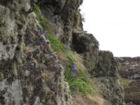 Hillside heather Hillside heather