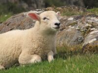 Iona sheep Iona sheep
